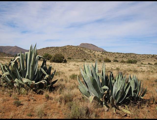 31HA FARM FOR SALE IN MIDDELBURG RURAL